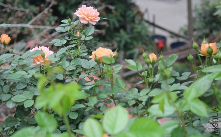 2014-04-20_223229.jpg