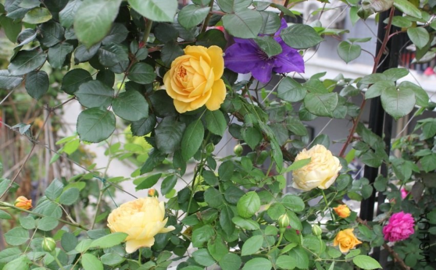 2014-04-20_223309.jpg