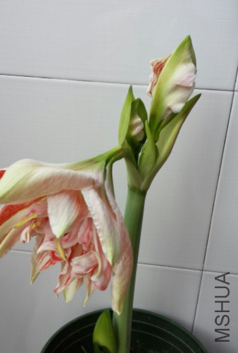 2014_04_21_08_04_26_src.jpg