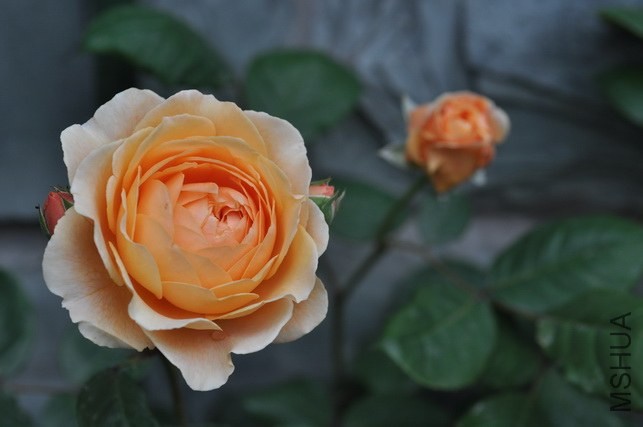 DSC_7967.JPG