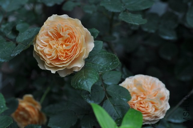 DSC_7969.JPG