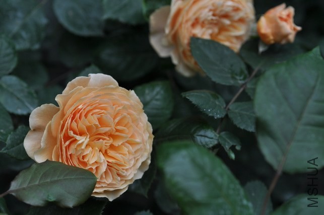 DSC_7968.JPG