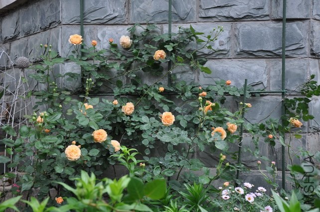 DSC_7972.JPG