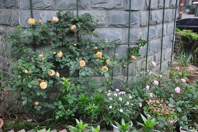 DSC_7975.JPG