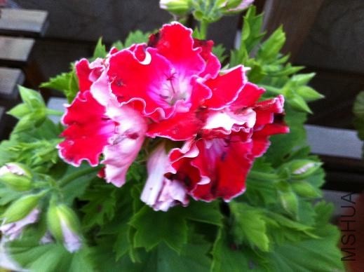 ��Ƭ 051.jpg