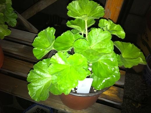 ��Ƭ 057.jpg