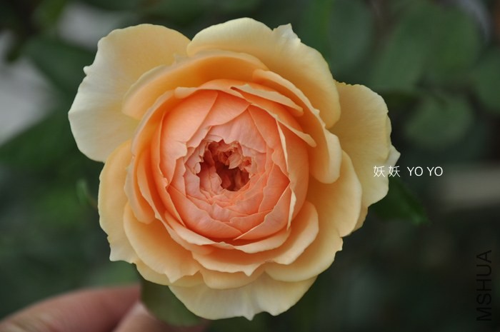 DSC_1371.jpg