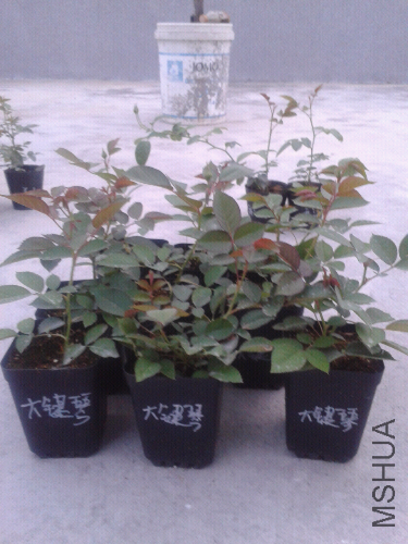 2014-04-20 18.52.15.jpg