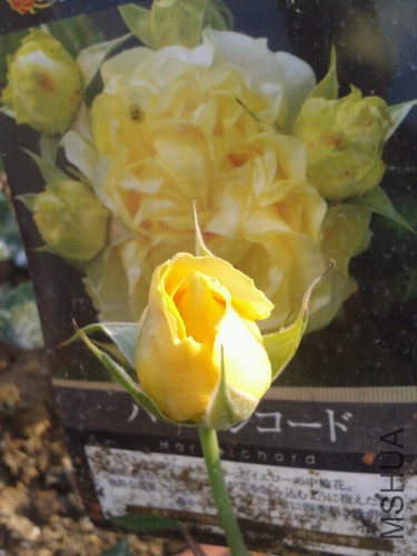2014-03-23 16.21.41.jpg
