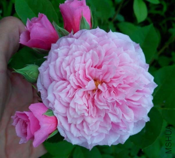 XSAWI_K6(U(812[%3JP)0SW.jpg