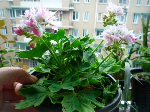 P1090335.JPG