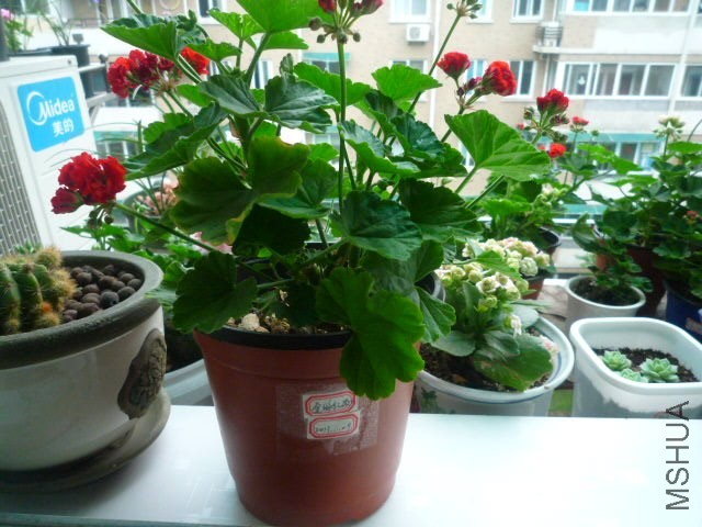 P1090337.JPG
