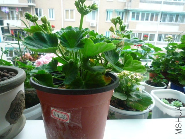 P1090338.JPG