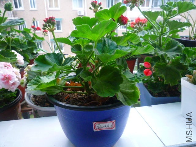 P1090339.JPG