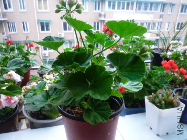 P1090340.JPG