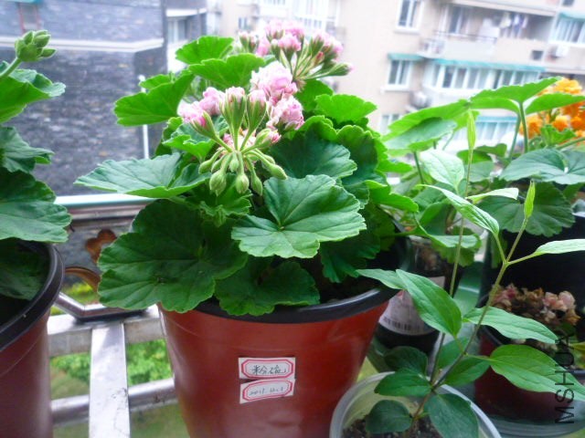 P1090342.JPG