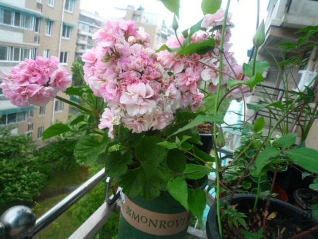 P1090348.JPG