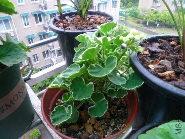 P1090349.JPG