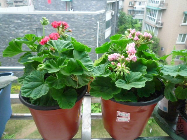 P1090320.JPG