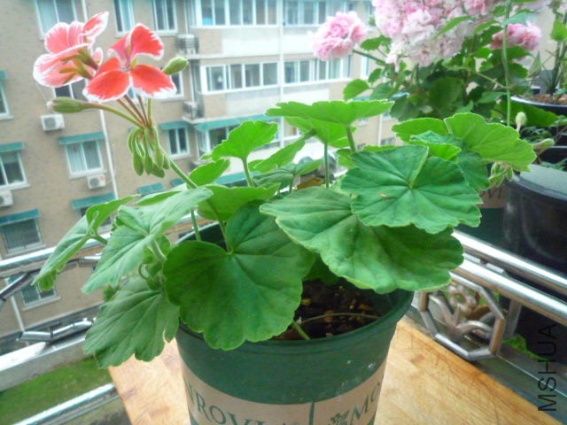 P1090350.JPG