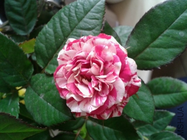 20140421_170820.jpg