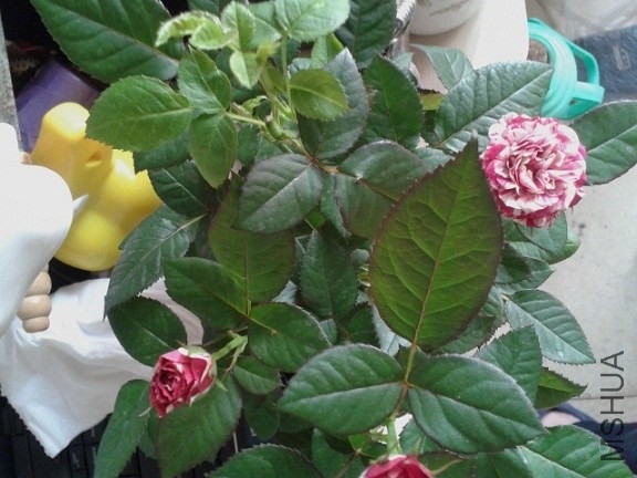 20140421_170834.jpg