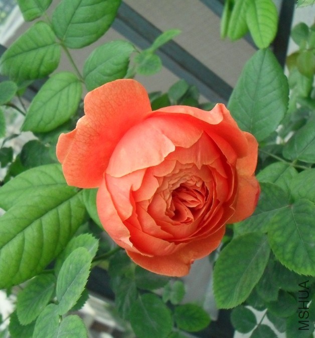 QQͼƬ20140421205155.jpg