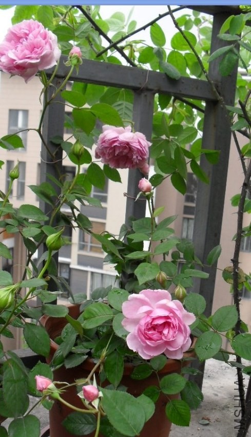 QQͼƬ20140421210639.jpg