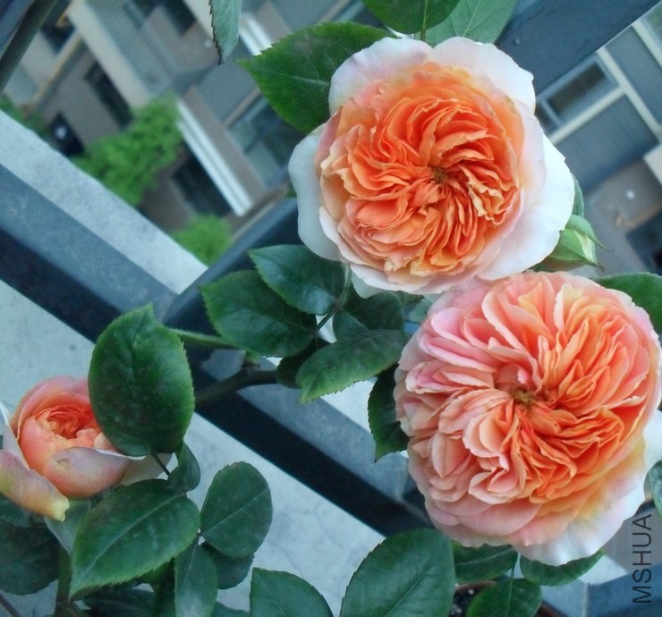 QQͼƬ20140421205653.jpg