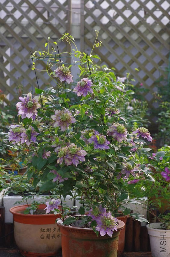 IMGP9476.JPG