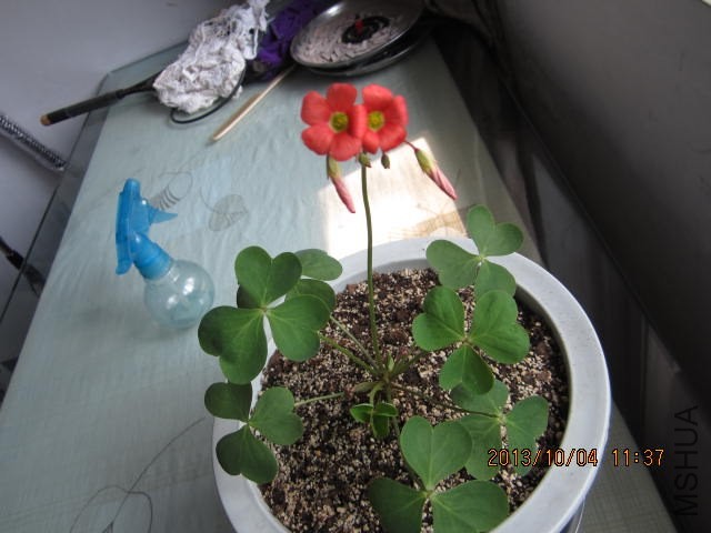 IMG_1440.JPG