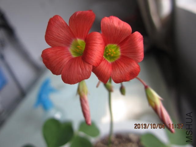 IMG_1442.JPG