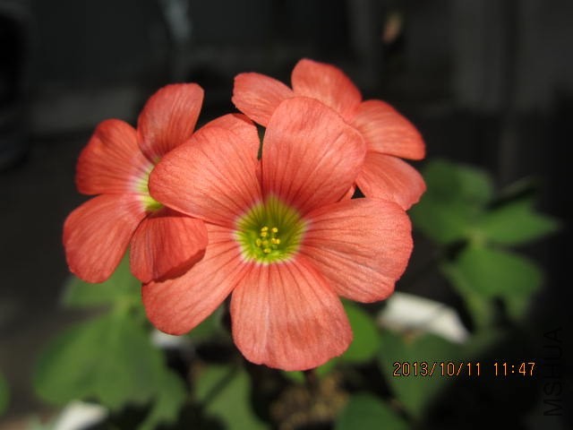 IMG_1456.JPG