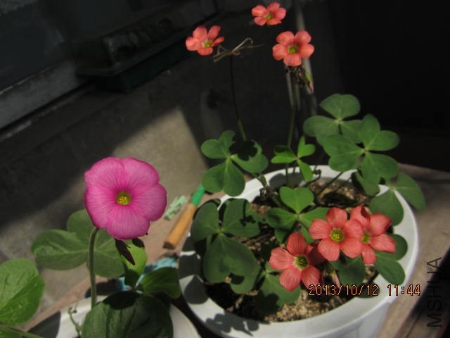 IMG_1475.JPG