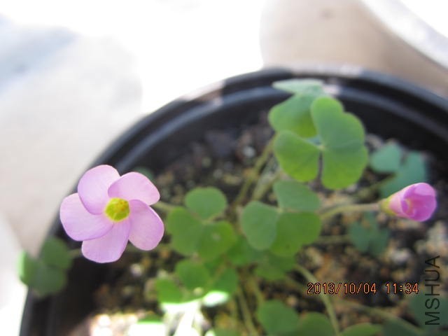 IMG_1433.JPG