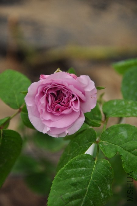 DSC_1937.jpg