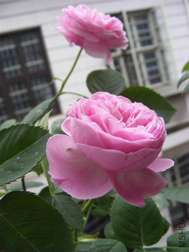 DSCF4995.JPG