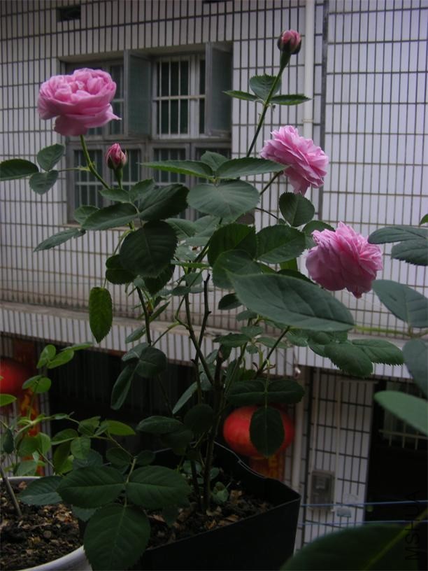 DSCF5148.JPG