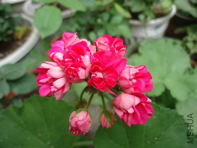 DSC01597.jpg