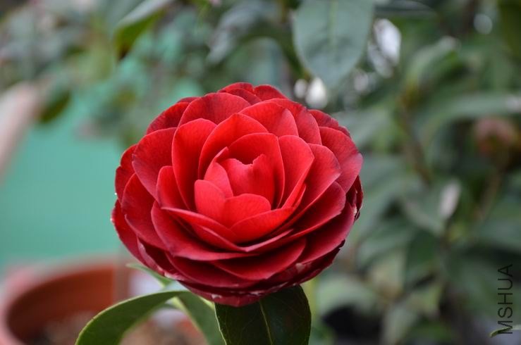 ������С DSC_2311.JPG