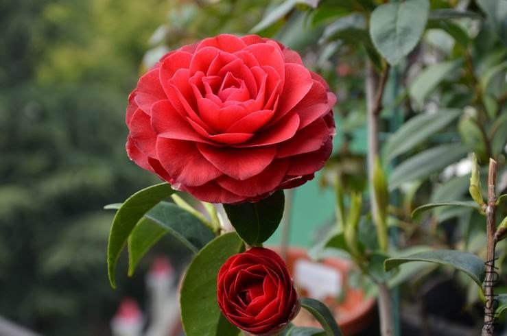 ������С DSC_2351.JPG