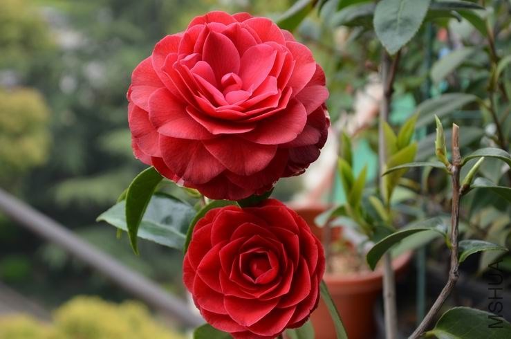 ������С DSC_2435.JPG