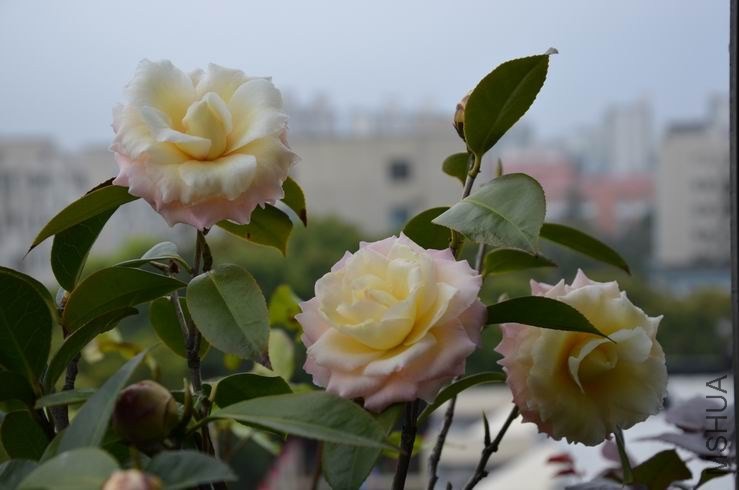 ������С DSC_2170.JPG