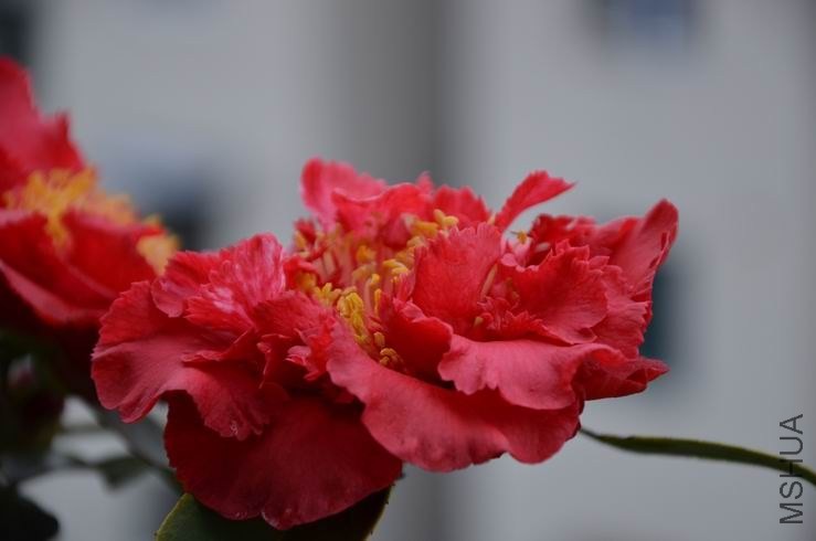 ������С DSC_2173.JPG