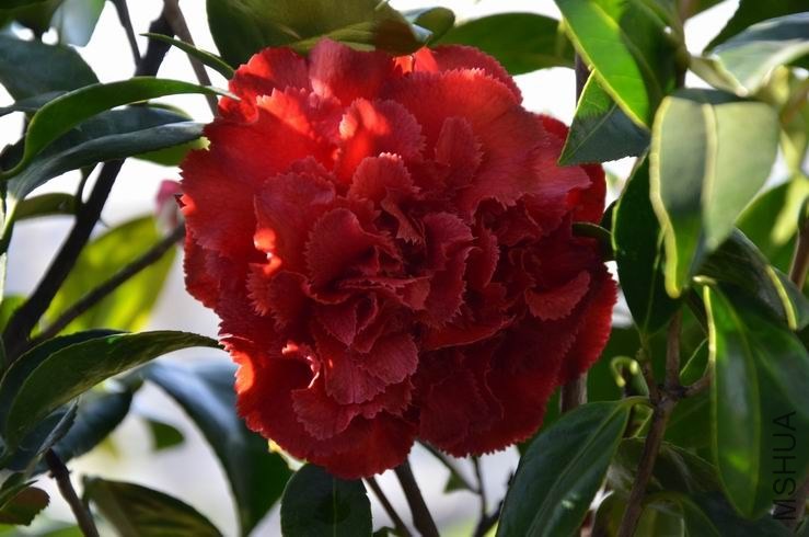 ������С DSC_2620.JPG