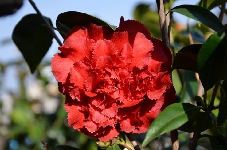 ������С DSC_2641.JPG