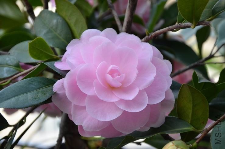 ������С DSC_2305.JPG