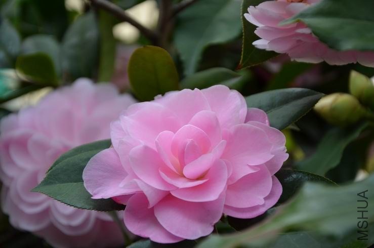 ������С DSC_2376.JPG