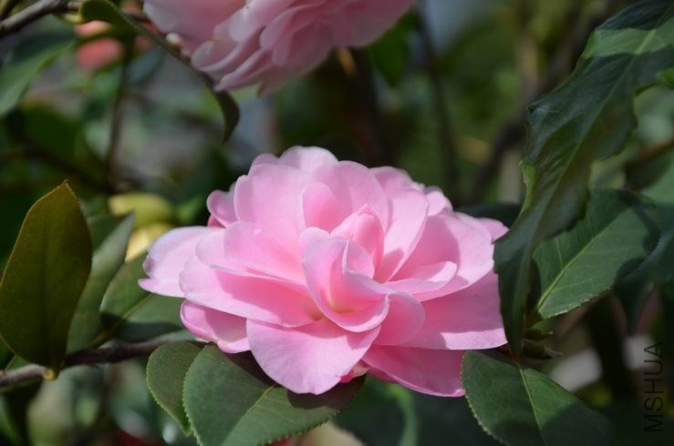 ������С DSC_2389.JPG