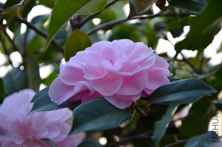 ������С DSC_2460.JPG